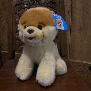 Boo. Worlds cutest dog 💕